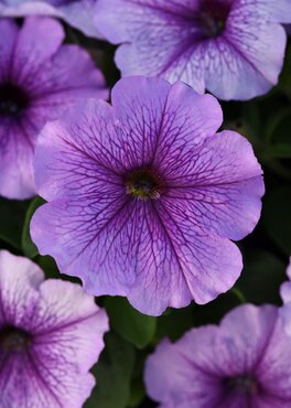 Petunia Orchid Six Pack