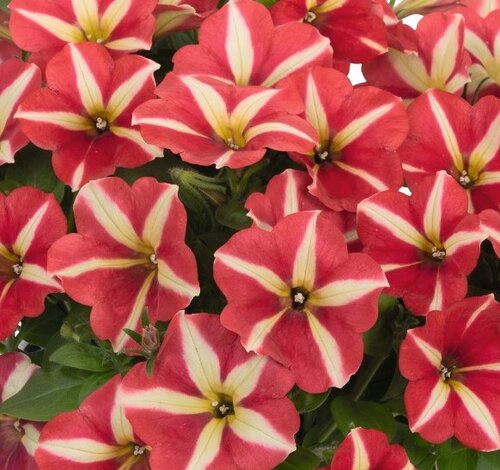 Petunia Peppy Red 1 Litre