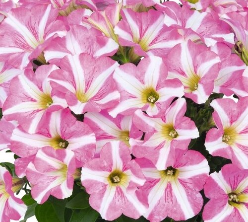 Petunia Peppy Rose 1 Litre