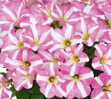 Petunia Peppy Rose 1 Litre
