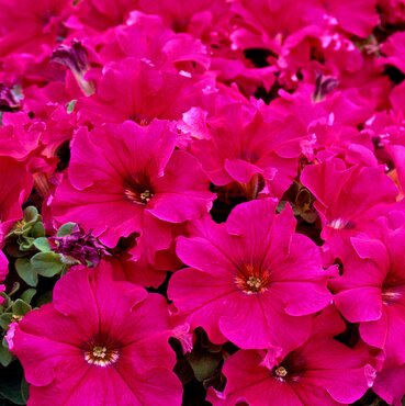 Petunia Pink 1 Litre