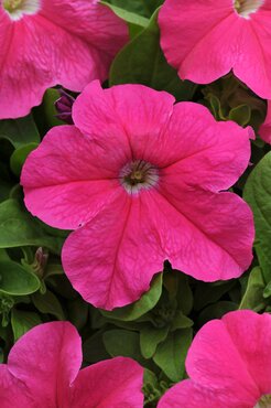 Petunia Pink 6 Pack