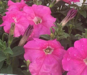 Petunia Pink Six Pack