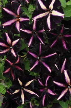 Petunia Pinstripe 1 Litre