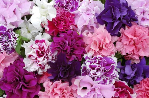 Petunia Pirouette Mixed 20 Plug Pack