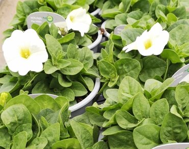 Petunia Plus White 1 litre