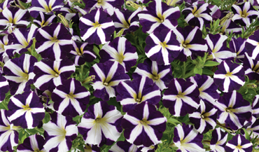 Petunia Purple Heart Jumbo Six Pack