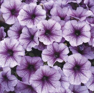 Petunia Purple Vein 1 Litre