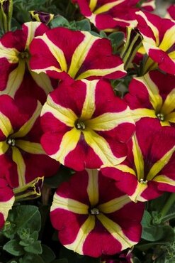 Petunia Queen of Hearts Jumbo Six Pack