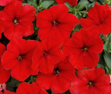 Petunia Red Six Pack