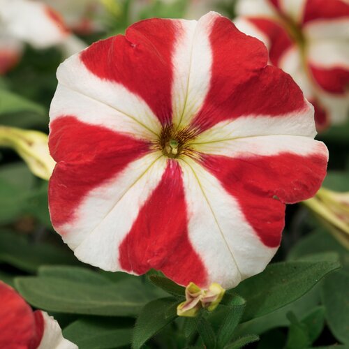 Petunia Red Star 6 Pack