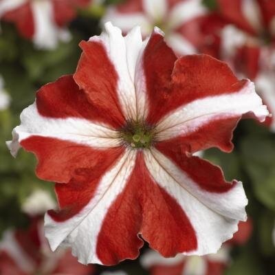 Petunia Red Star 6 Pack