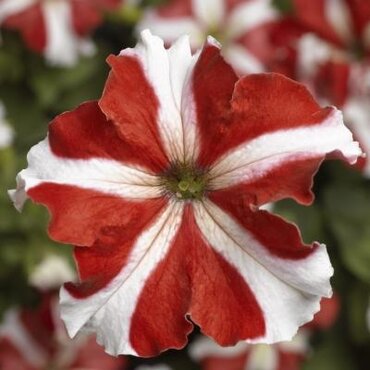 Petunia Red Star 6 Pack