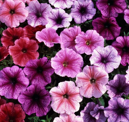 Petunia Reflections Mixed 20 Plug Pack