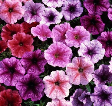 Petunia Reflections Mixed 20 Plug Pack
