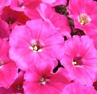 Petunia Rose Six Pack