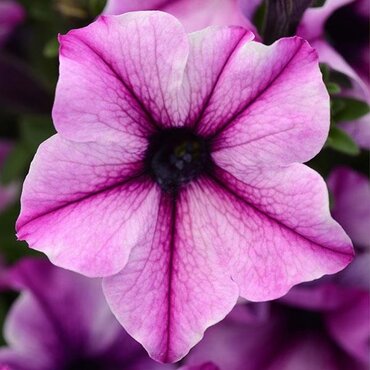 Petunia Rose Stardust Jumbo Six Pack