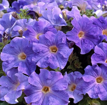 Petunia Sky Blue Six Pack