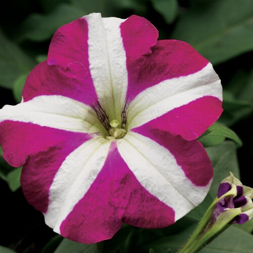 Petunia Star Mix 6 Pack