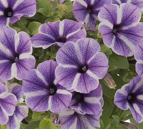 Petunia Starfish 1 Litre