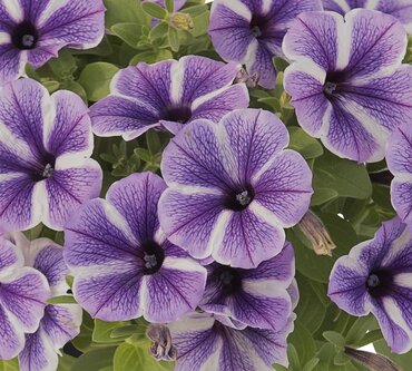 Petunia Starfish 1 Litre