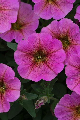 Petunia Sunray Pink 1 Litre