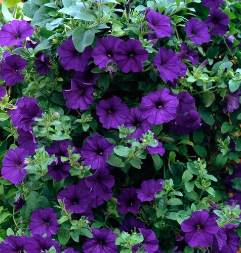 Petunia Surfinia Blue 10.5cm - image 1