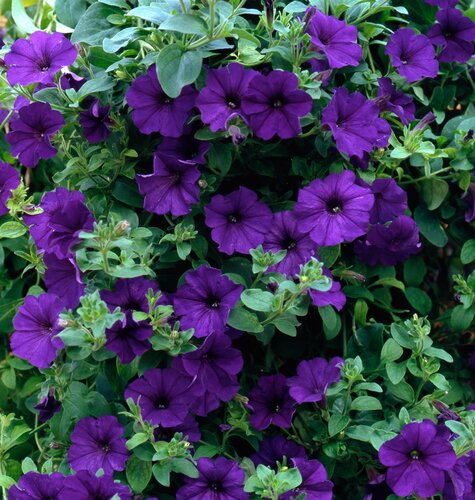Petunia Surfinia Blue Plug
