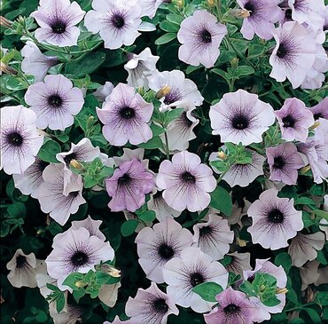 Petunia Surfinia Blue Vein Plug