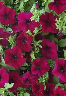 Petunia Surfinia Burgundy Plug