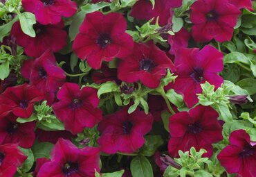 Petunia Surfinia Burgundy Plug