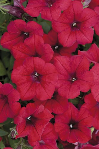 Petunia Surfinia Deep Red Plug