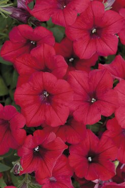Petunia Surfinia Deep Red Plug