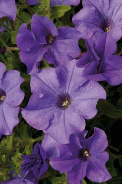 Petunia Surfinia Heavenly Blue Plug