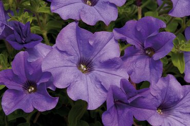 Petunia Surfinia Heavenly Blue Plug