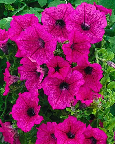 Petunia Surfinia Hot Pink 10.5cm - image 1