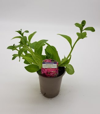 Petunia Surfinia Hot Pink 10.5cm - image 2