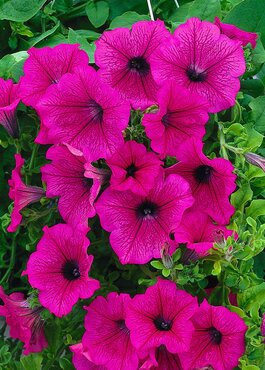 Petunia Surfinia Hot Pink Plug