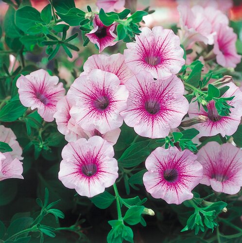 Petunia Surfinia Pink Vein 10.5cm