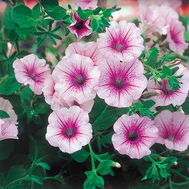 Petunia Surfinia Pink Vein 10.5cm