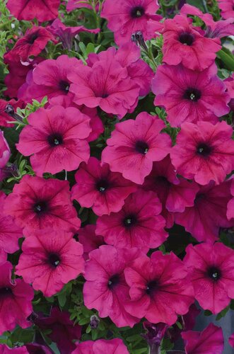 Petunia Surfinia Purple 10.5cm - image 1