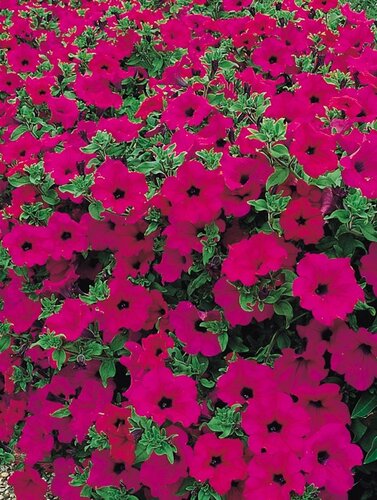 Petunia Surfinia Purple Plug