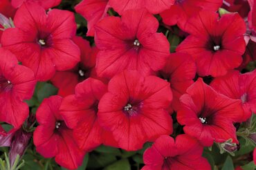 Petunia Surfinia Red 10.5cm - image 1