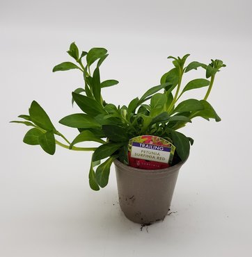 Petunia Surfinia Red 10.5cm - image 2