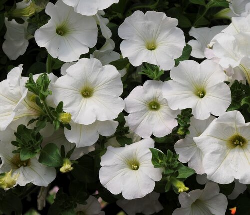 Petunia Surfinia Snow Plug