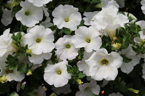 Petunia Surfinia White 10.5cm - image 1