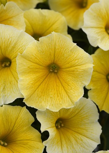 Petunia Surfinia Yellow Dream 10.5cm - image 1