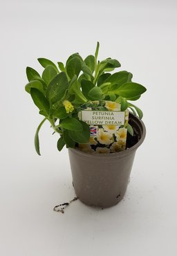 Petunia Surfinia Yellow Dream 10.5cm - image 2