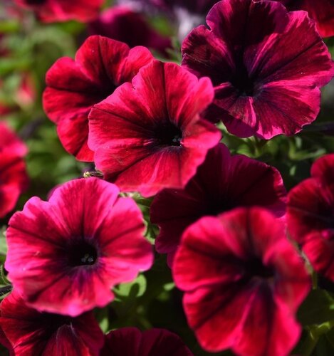 Petunia Suzie Storm 1 Litre