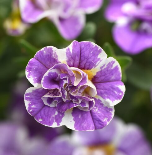 Petunia Sweetsunshine Blue Sky 1 Litre